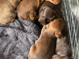Dachshund (Smooth Haired)