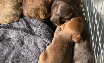 Dachshund (Smooth Haired)