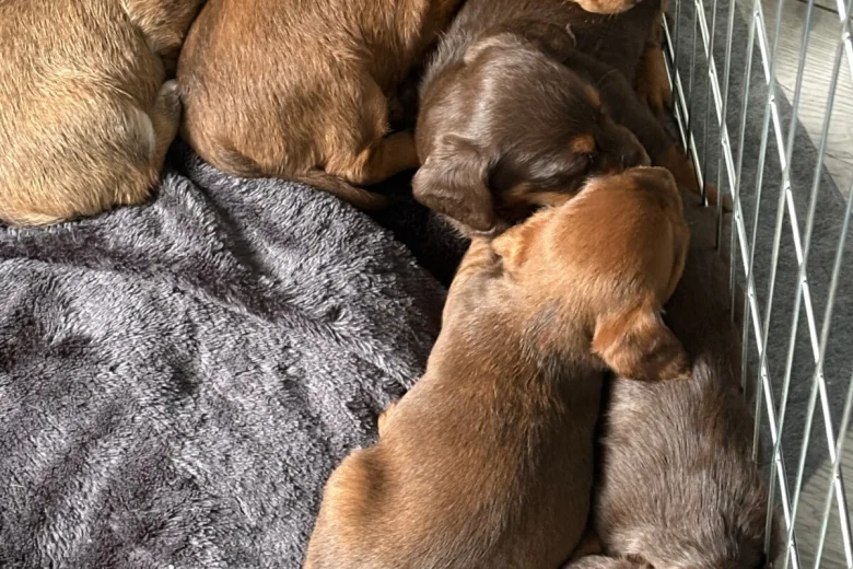 Dachshund (Smooth Haired)