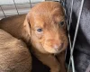 Dachshund (Smooth Haired)