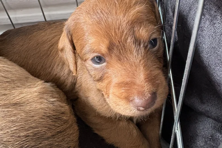 Dachshund (Smooth Haired)
