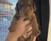Dachshund (Smooth Haired)
