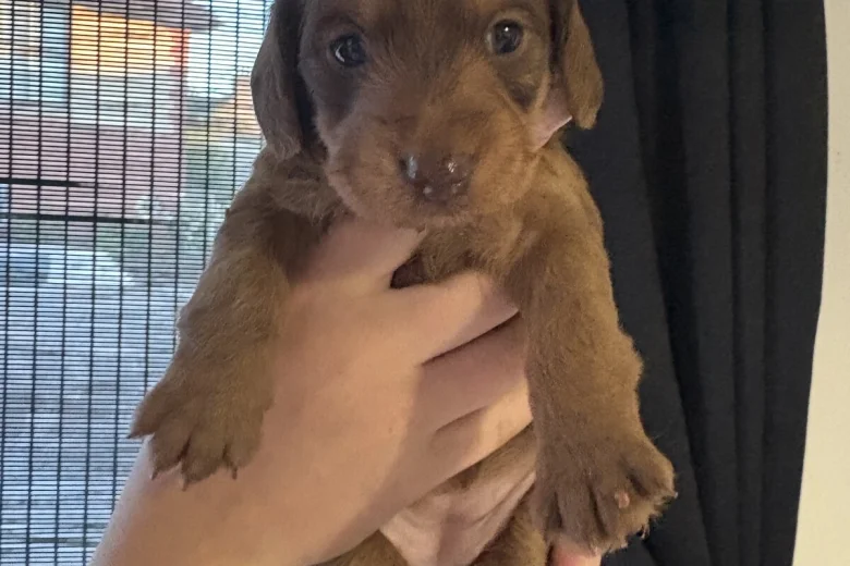 Dachshund (Smooth Haired)