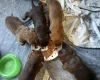Dachshund (Smooth Haired)