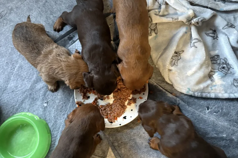 Dachshund (Smooth Haired)