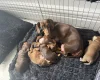 Dachshund (Smooth Haired)