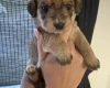 Dachshund (Smooth Haired)