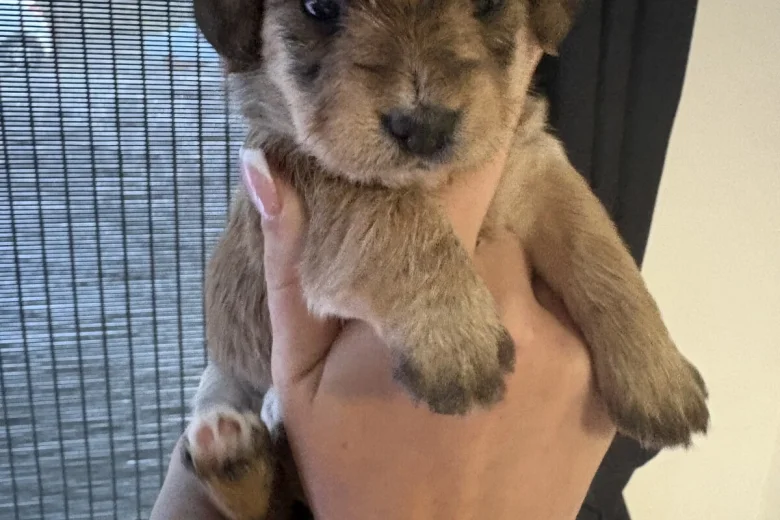 Dachshund (Smooth Haired)