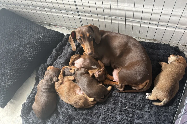 Dachshund (Smooth Haired)