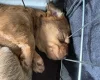 Dachshund (Smooth Haired)