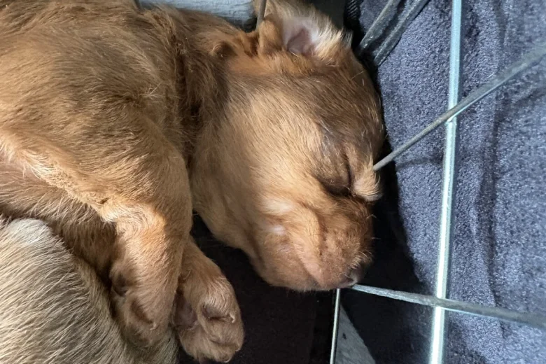 Dachshund (Smooth Haired)