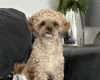 Dachshund (Smooth Haired)