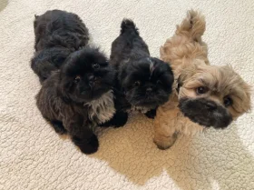 Shih Tzu