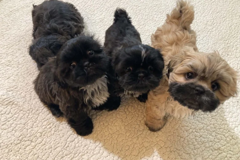 Shih Tzu