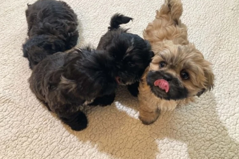 Shih Tzu