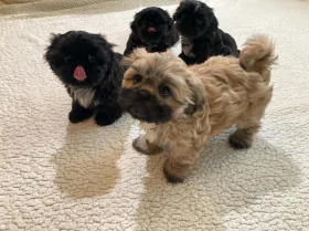 Shih Tzu
