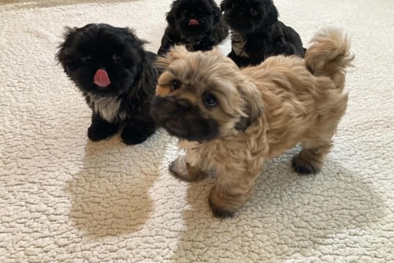 Shih Tzu