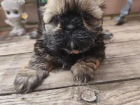 Shih Tzu