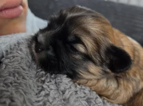Shih Tzu