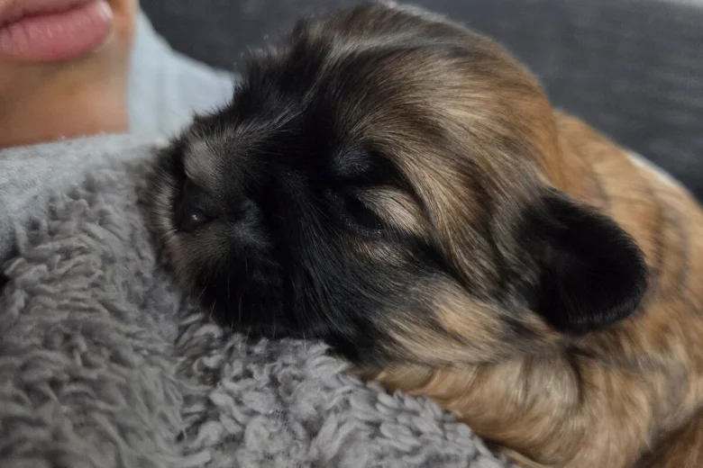 Shih Tzu