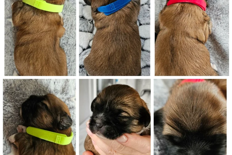 Shih Tzu