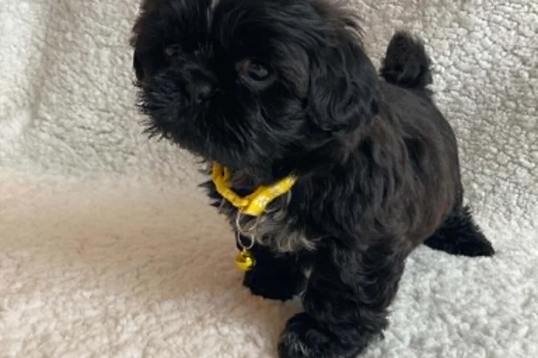 Shih Tzu
