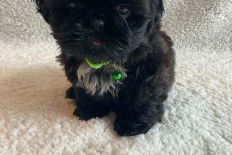 Shih Tzu