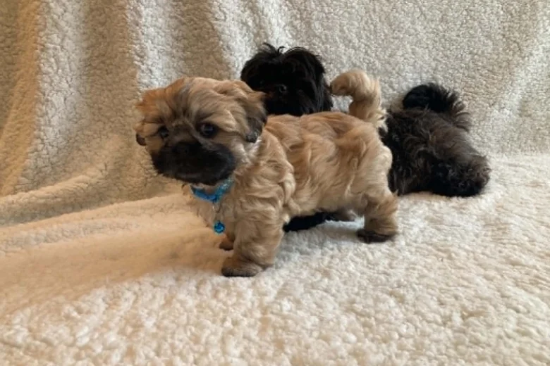 Shih Tzu