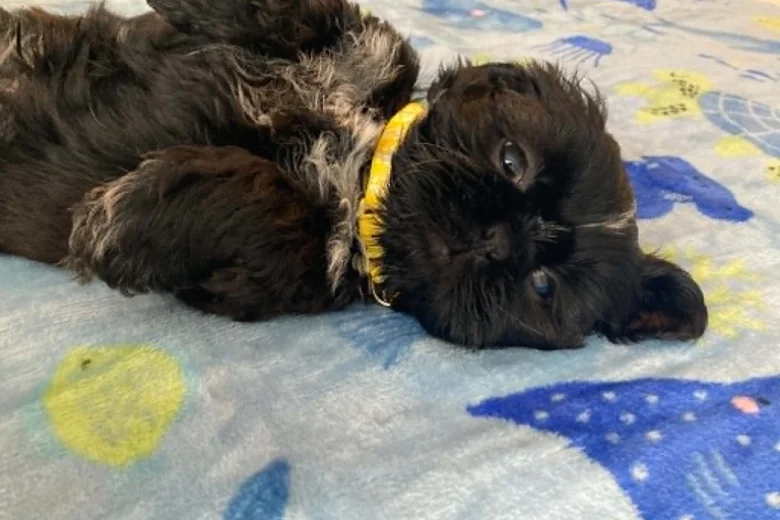 Shih Tzu