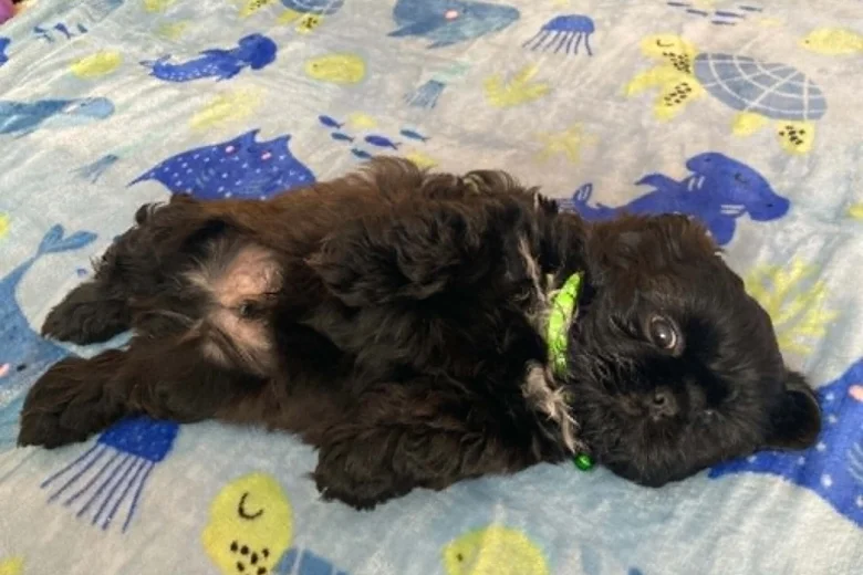 Shih Tzu