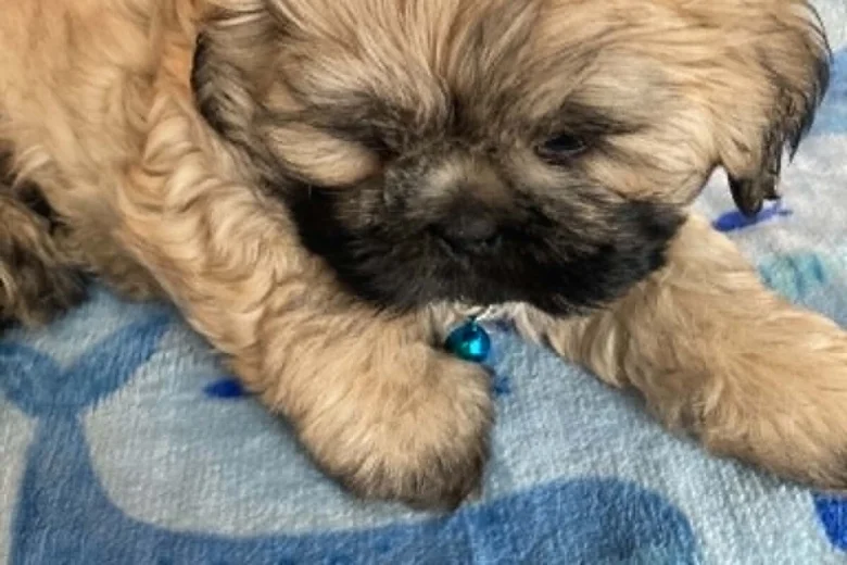 Shih Tzu