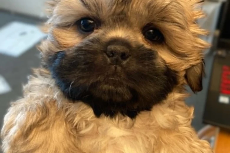 Shih Tzu