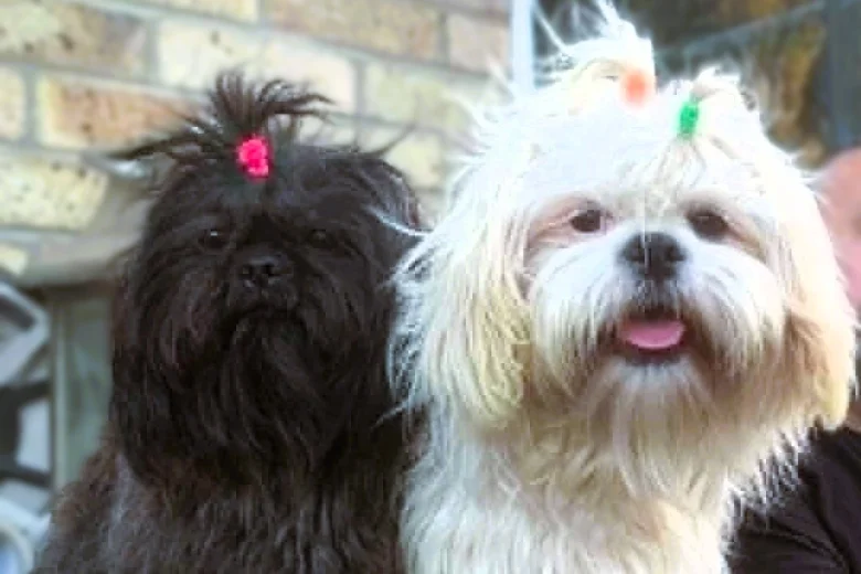 Shih Tzu