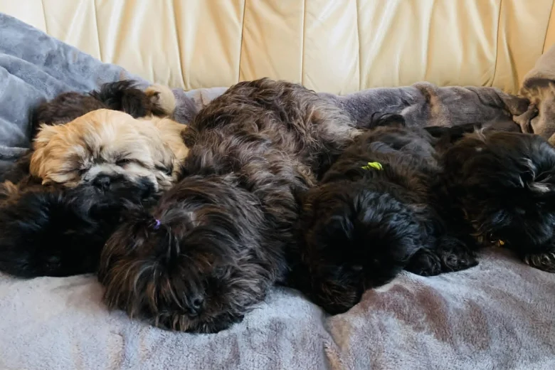 Shih Tzu
