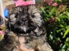 Shih Tzu