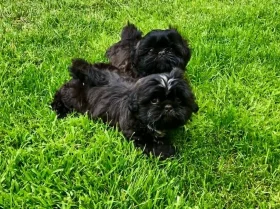 Shih Tzu