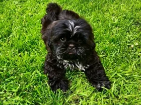 Shih Tzu