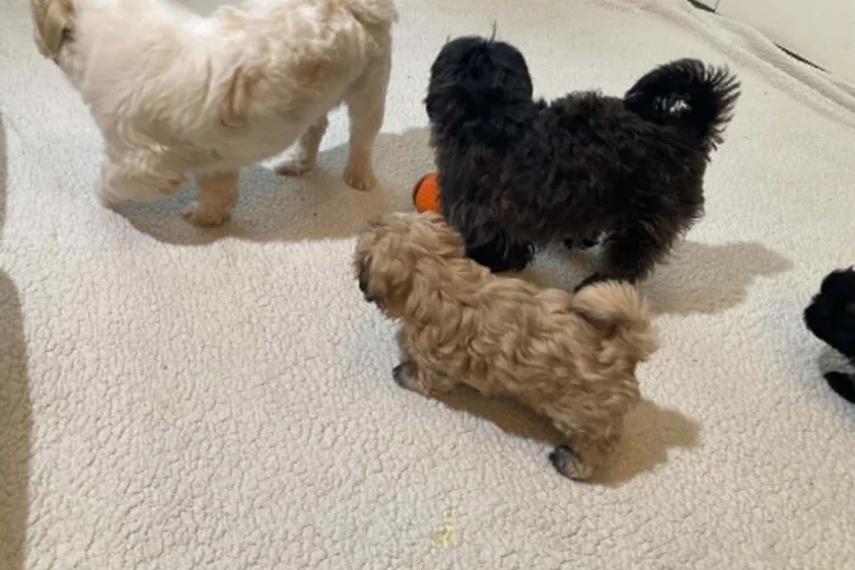 Shih Tzu