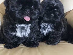 Shih Tzu