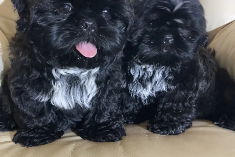 Shih Tzu