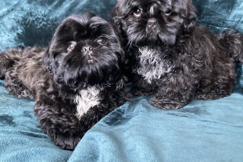 Shih Tzu
