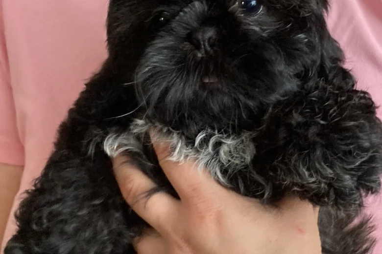 Shih Tzu