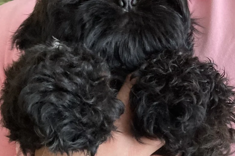 Shih Tzu