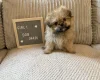 Shihpoo