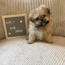 Shihpoo