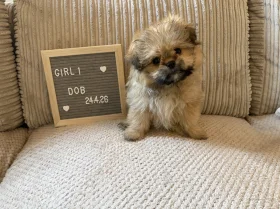 Shihpoo