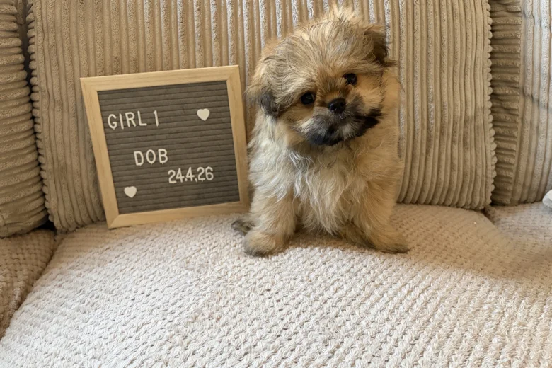 Shihpoo