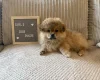 Shihpoo
