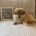 Shihpoo