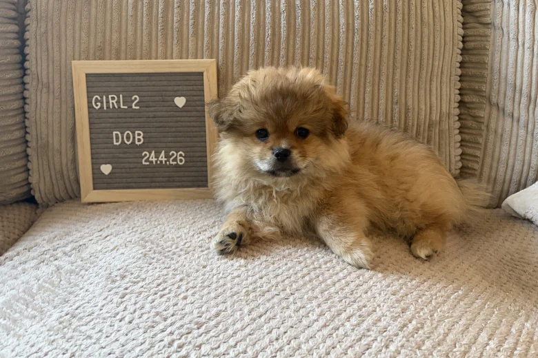 Shihpoo